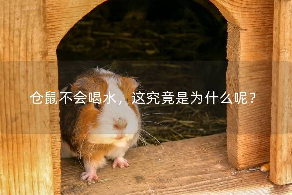仓鼠不会喝水，这究竟是为什么呢？