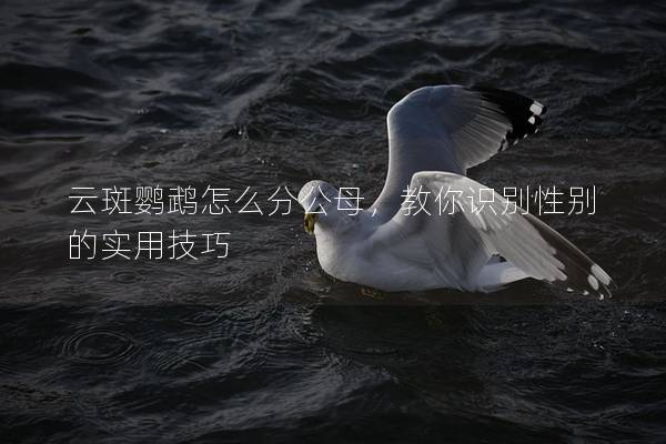 云斑鹦鹉怎么分公母，教你识别性别的实用技巧