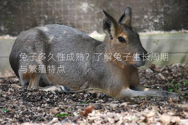 兔子多久性成熟？了解兔子生长周期与繁殖特点