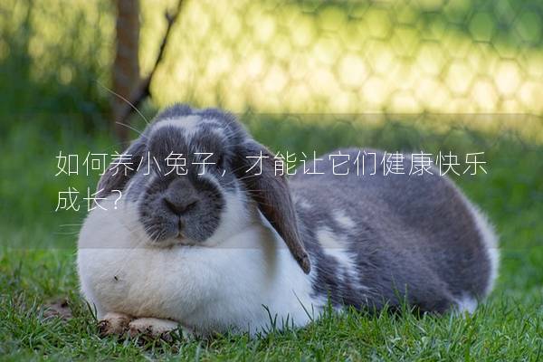 如何养小兔子，才能让它们健康快乐成长？