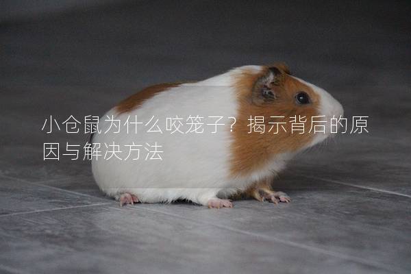 小仓鼠为什么咬笼子？揭示背后的原因与解决方法