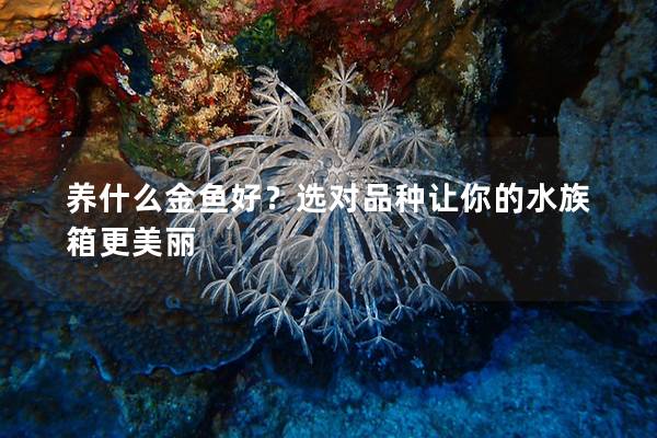 养什么金鱼好？选对品种让你的水族箱更美丽