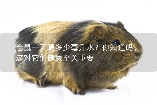 仓鼠一天喝多少毫升水？你知道吗，这对它们健康至关重要