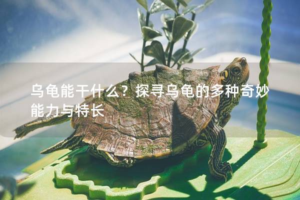 乌龟能干什么？探寻乌龟的多种奇妙能力与特长