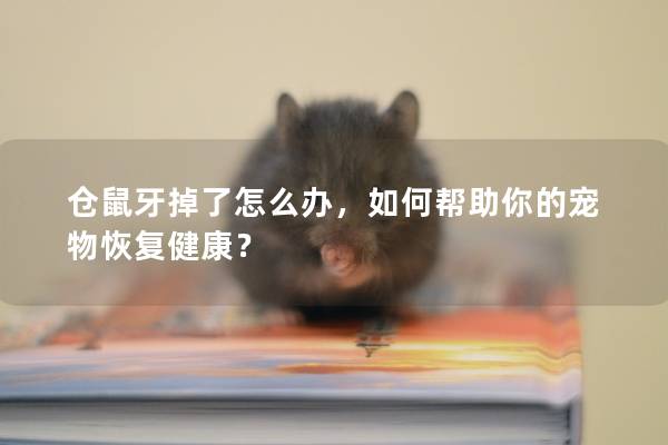 仓鼠牙掉了怎么办，如何帮助你的宠物恢复健康？