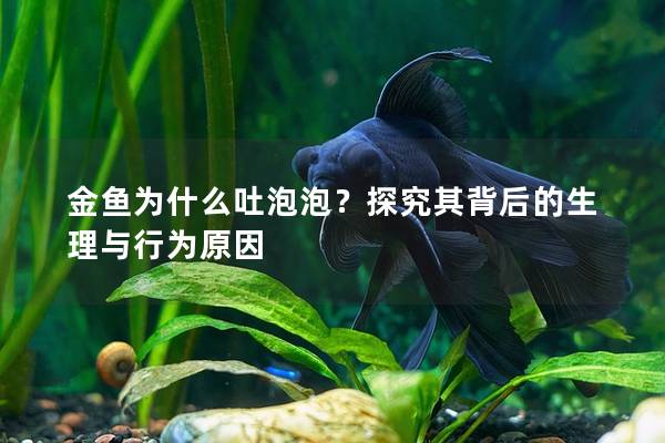 金鱼为什么吐泡泡？探究其背后的生理与行为原因