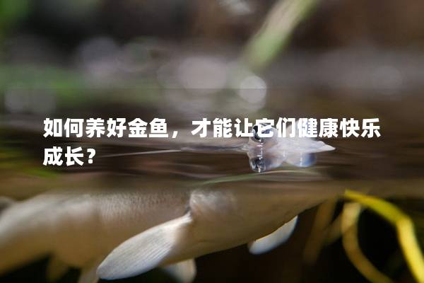 如何养好金鱼，才能让它们健康快乐成长？