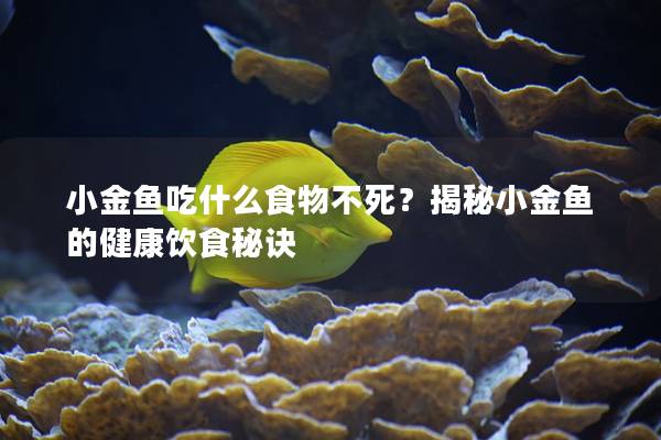 小金鱼吃什么食物不死？揭秘小金鱼的健康饮食秘诀