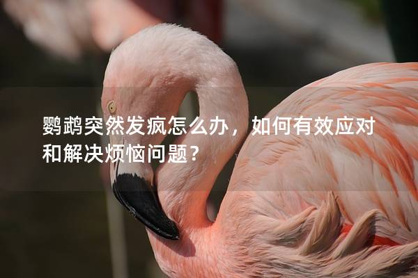 鹦鹉突然发疯怎么办，如何有效应对和解决烦恼问题？