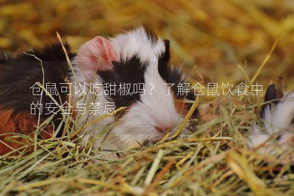 仓鼠可以吃甜椒吗？了解仓鼠饮食中的安全与禁忌