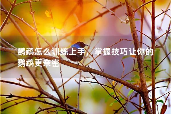 鹦鹉怎么训练上手，掌握技巧让你的鹦鹉更亲密