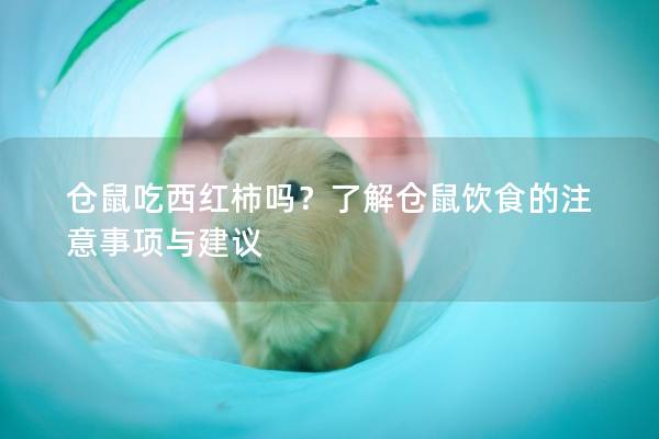仓鼠吃西红柿吗？了解仓鼠饮食的注意事项与建议