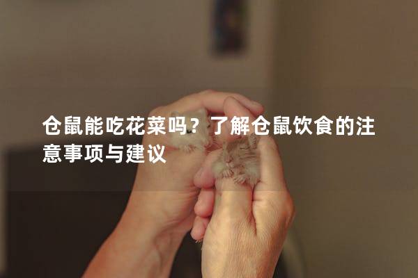 仓鼠能吃花菜吗？了解仓鼠饮食的注意事项与建议