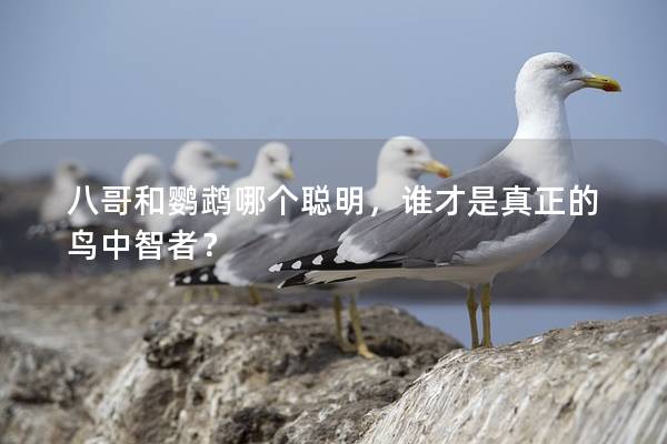 八哥和鹦鹉哪个聪明，谁才是真正的鸟中智者？