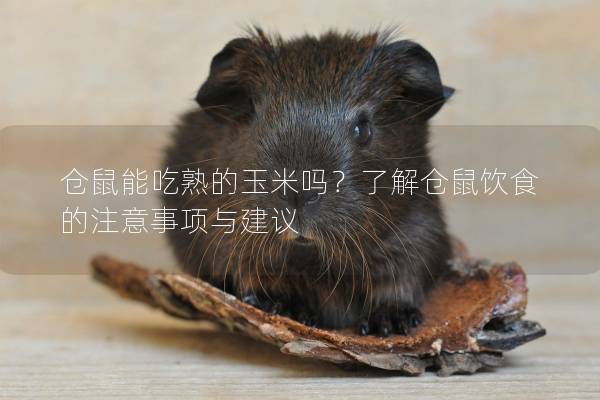 仓鼠能吃熟的玉米吗？了解仓鼠饮食的注意事项与建议