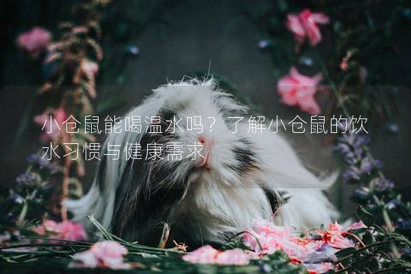 小仓鼠能喝温水吗？了解小仓鼠的饮水习惯与健康需求