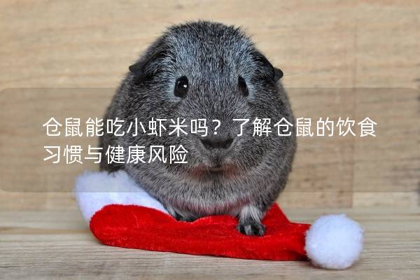 仓鼠能吃小虾米吗？了解仓鼠的饮食习惯与健康风险