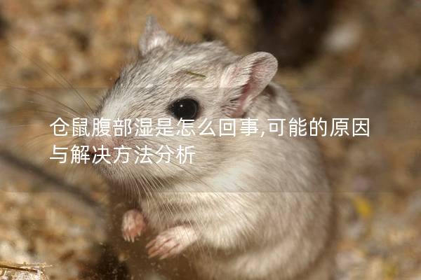 仓鼠腹部湿是怎么回事,可能的原因与解决方法分析