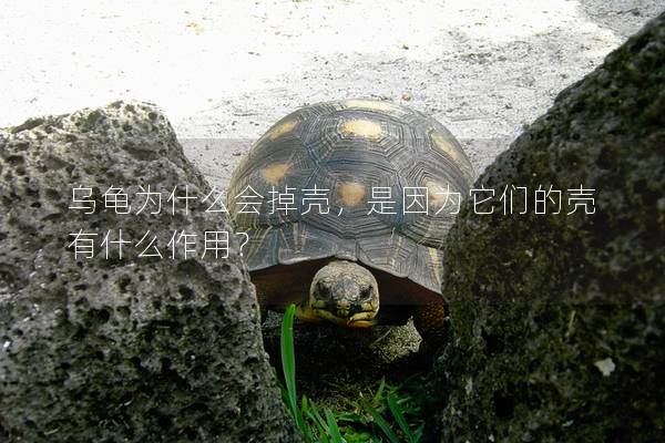 乌龟为什么会掉壳，是因为它们的壳有什么作用？