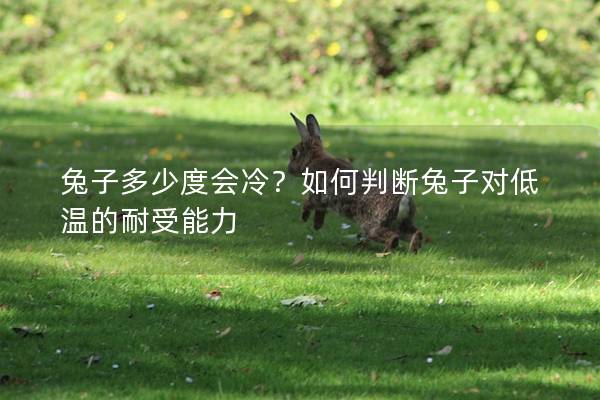 兔子多少度会冷？如何判断兔子对低温的耐受能力