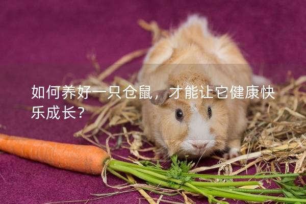如何养好一只仓鼠，才能让它健康快乐成长？