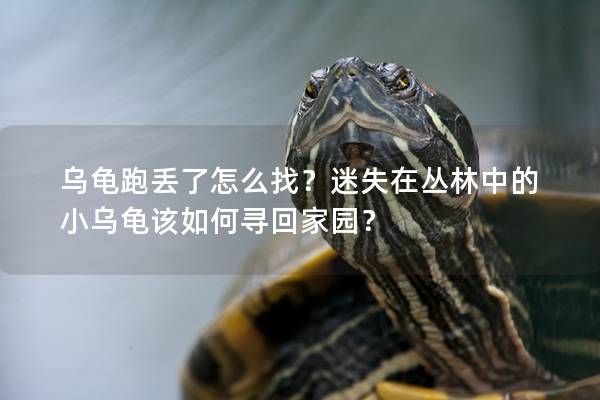 乌龟跑丢了怎么找？迷失在丛林中的小乌龟该如何寻回家园？