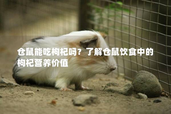 仓鼠能吃枸杞吗？了解仓鼠饮食中的枸杞营养价值