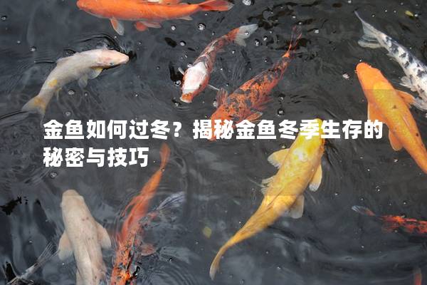 金鱼如何过冬？揭秘金鱼冬季生存的秘密与技巧
