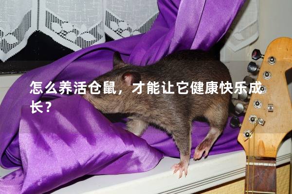 怎么养活仓鼠，才能让它健康快乐成长？