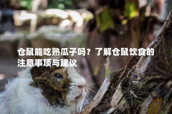 仓鼠能吃熟瓜子吗？了解仓鼠饮食的注意事项与建议
