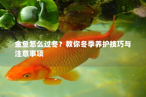 金鱼怎么过冬？教你冬季养护技巧与注意事项