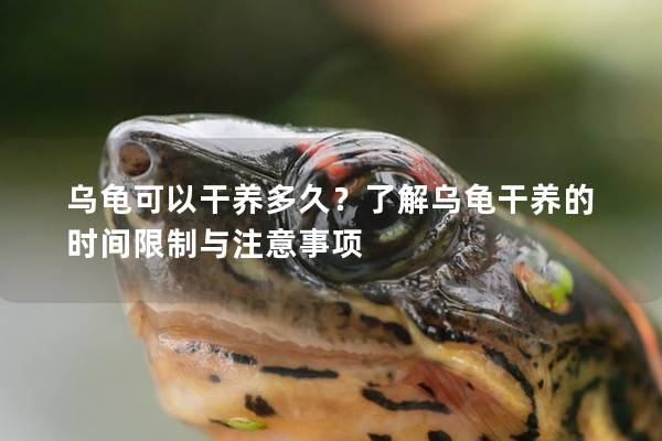 乌龟可以干养多久？了解乌龟干养的时间限制与注意事项