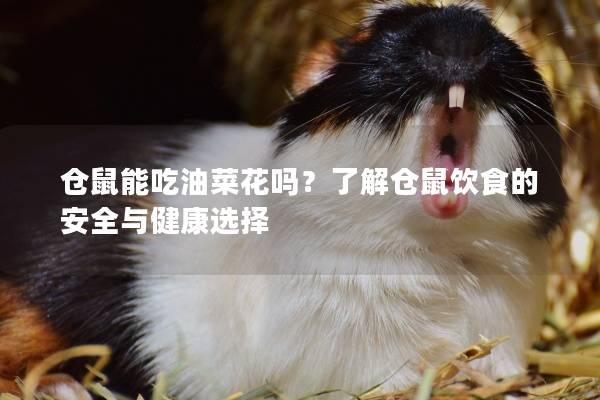 仓鼠能吃油菜花吗？了解仓鼠饮食的安全与健康选择