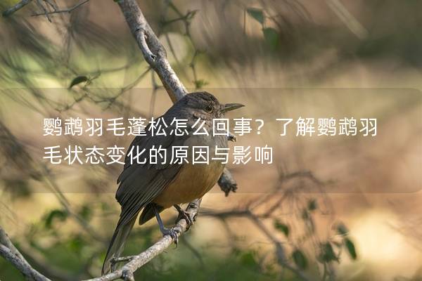 鹦鹉羽毛蓬松怎么回事？了解鹦鹉羽毛状态变化的原因与影响
