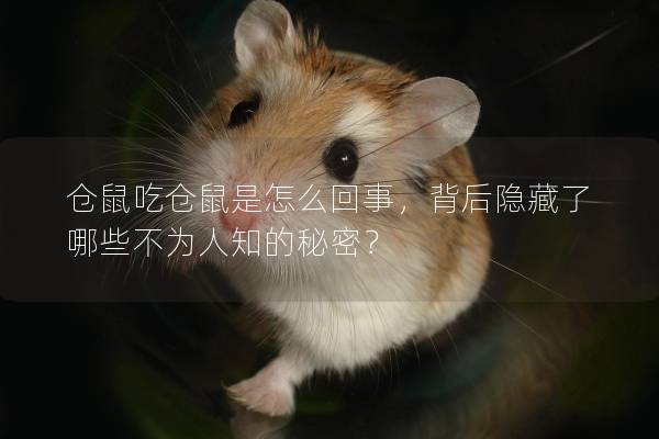 仓鼠吃仓鼠是怎么回事，背后隐藏了哪些不为人知的秘密？