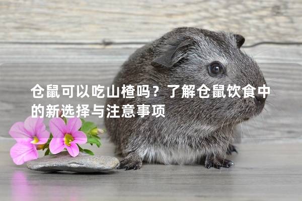仓鼠可以吃山楂吗？了解仓鼠饮食中的新选择与注意事项