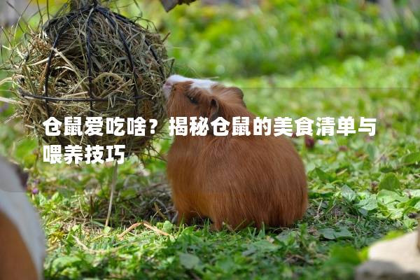 仓鼠爱吃啥？揭秘仓鼠的美食清单与喂养技巧