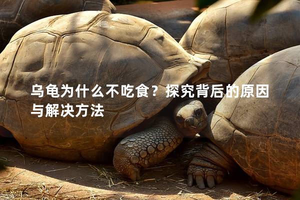 乌龟为什么不吃食？探究背后的原因与解决方法