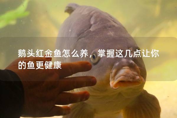 鹅头红金鱼怎么养，掌握这几点让你的鱼更健康