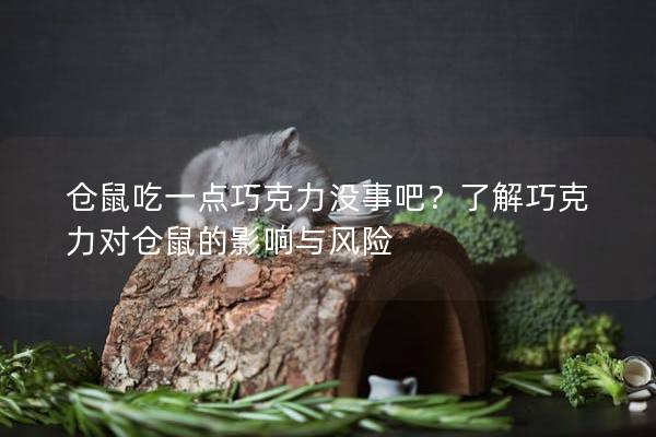 仓鼠吃一点巧克力没事吧？了解巧克力对仓鼠的影响与风险
