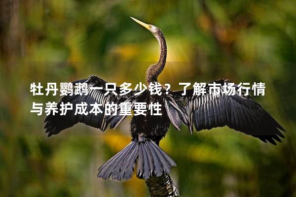 牡丹鹦鹉一只多少钱？了解市场行情与养护成本的重要性