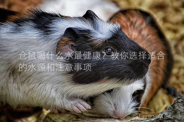 仓鼠喝什么水最健康？教你选择适合的水源和注意事项