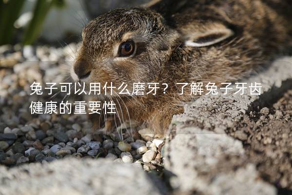 兔子可以用什么磨牙？了解兔子牙齿健康的重要性
