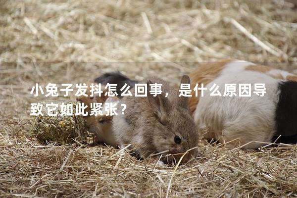 小兔子发抖怎么回事，是什么原因导致它如此紧张？