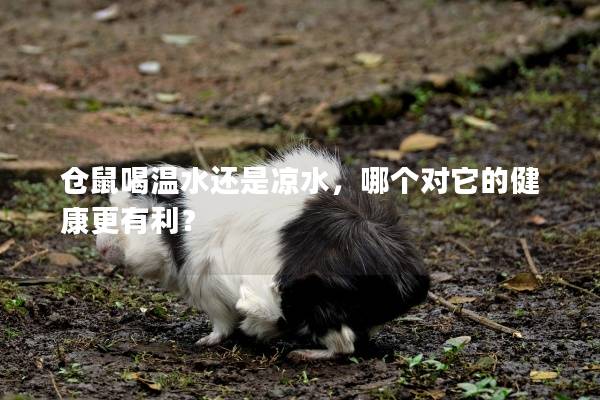 仓鼠喝温水还是凉水，哪个对它的健康更有利？