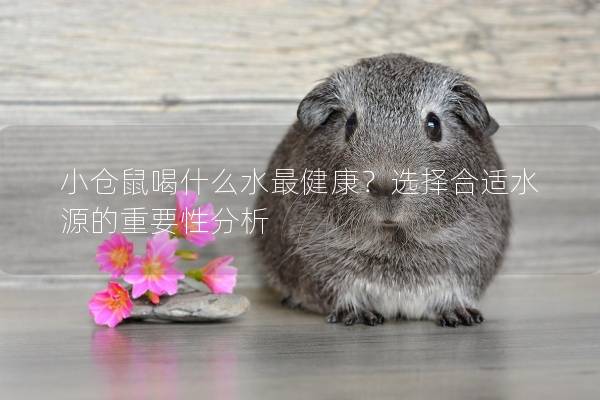 小仓鼠喝什么水最健康？选择合适水源的重要性分析