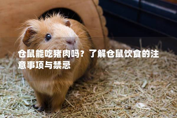 仓鼠能吃猪肉吗？了解仓鼠饮食的注意事项与禁忌
