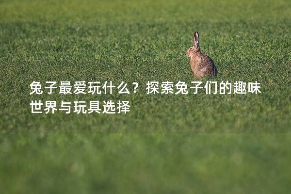 兔子最爱玩什么？探索兔子们的趣味世界与玩具选择