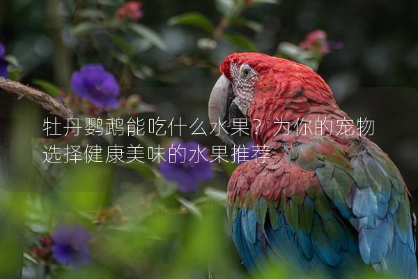 牡丹鹦鹉能吃什么水果？为你的宠物选择健康美味的水果推荐