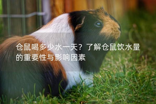 仓鼠喝多少水一天？了解仓鼠饮水量的重要性与影响因素